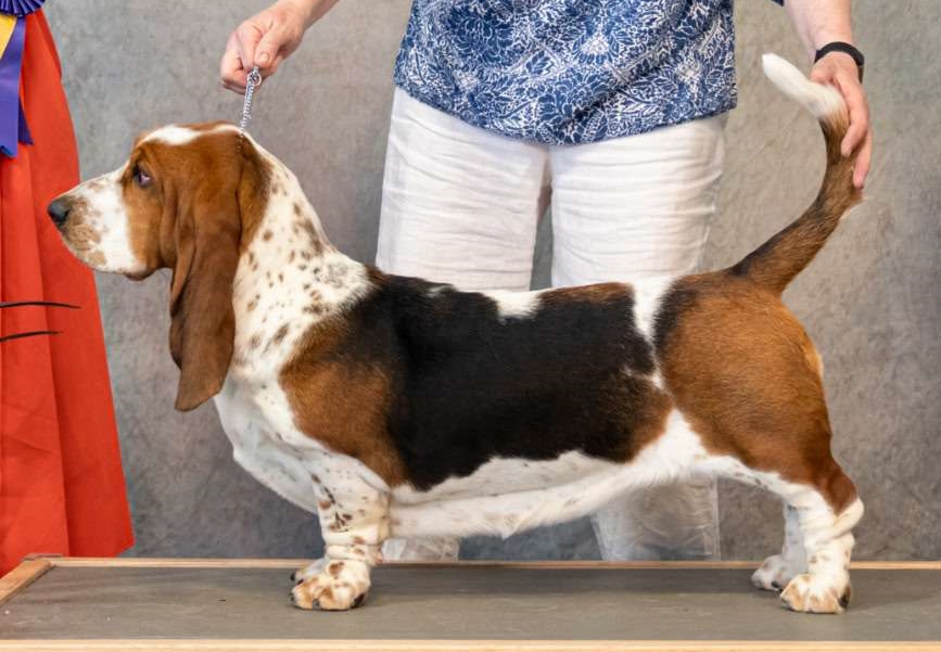 Pioneer Bassets Header Image