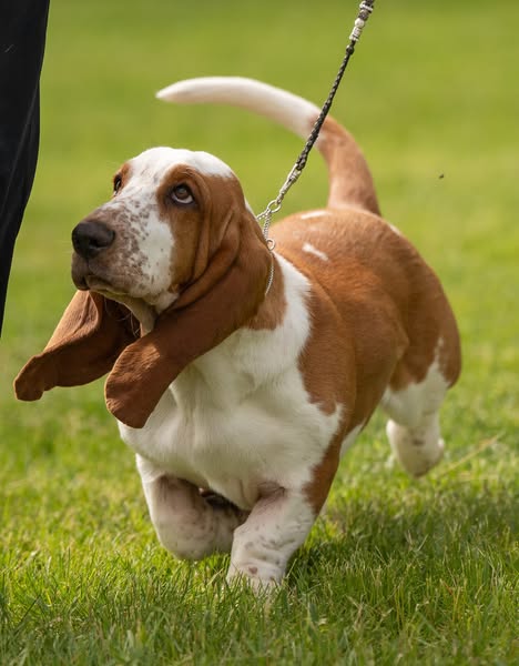 Basset Hound Photo 1