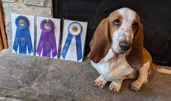 Basset Hound Photo 2