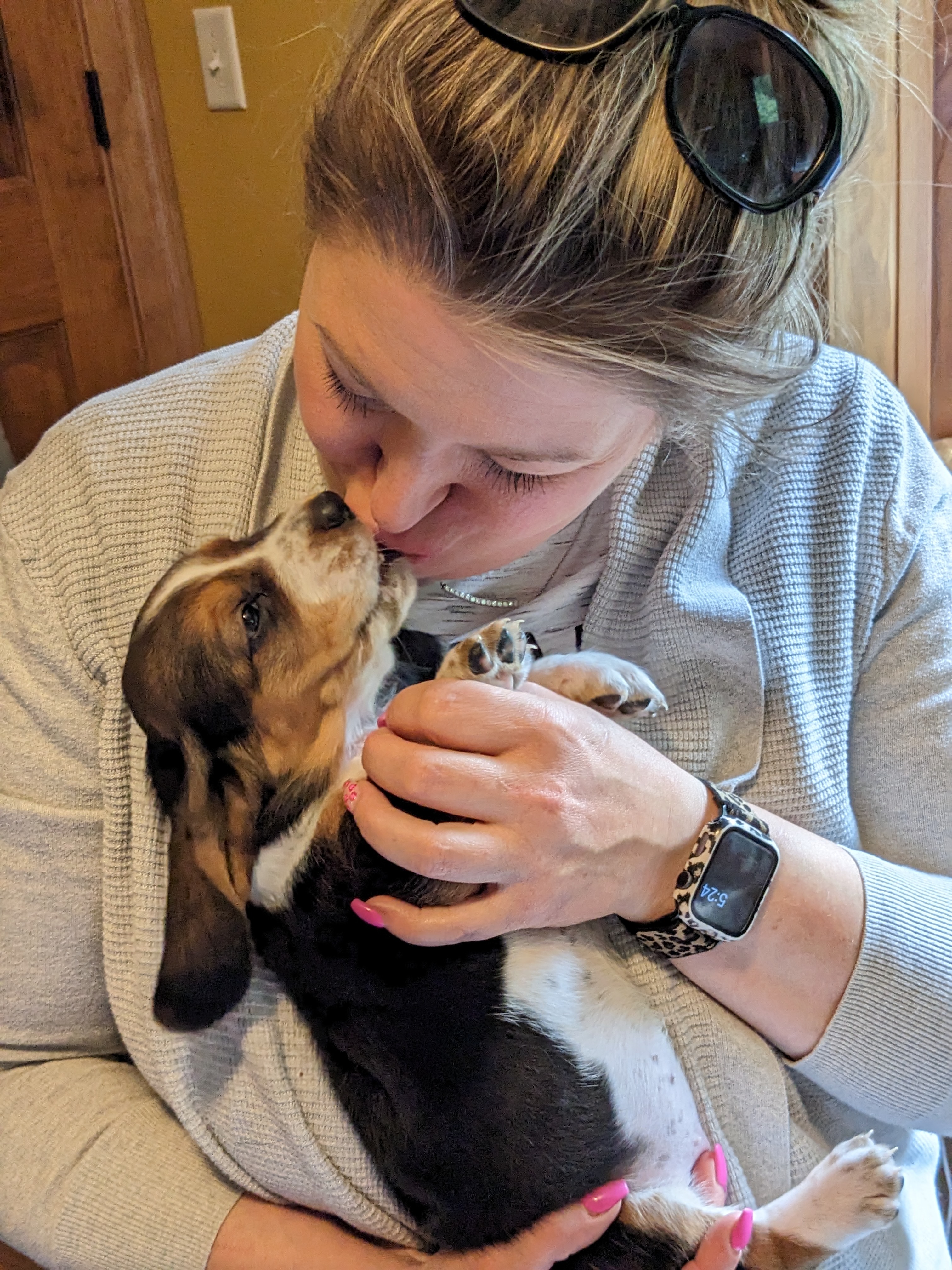 Basset Hound Photo 3