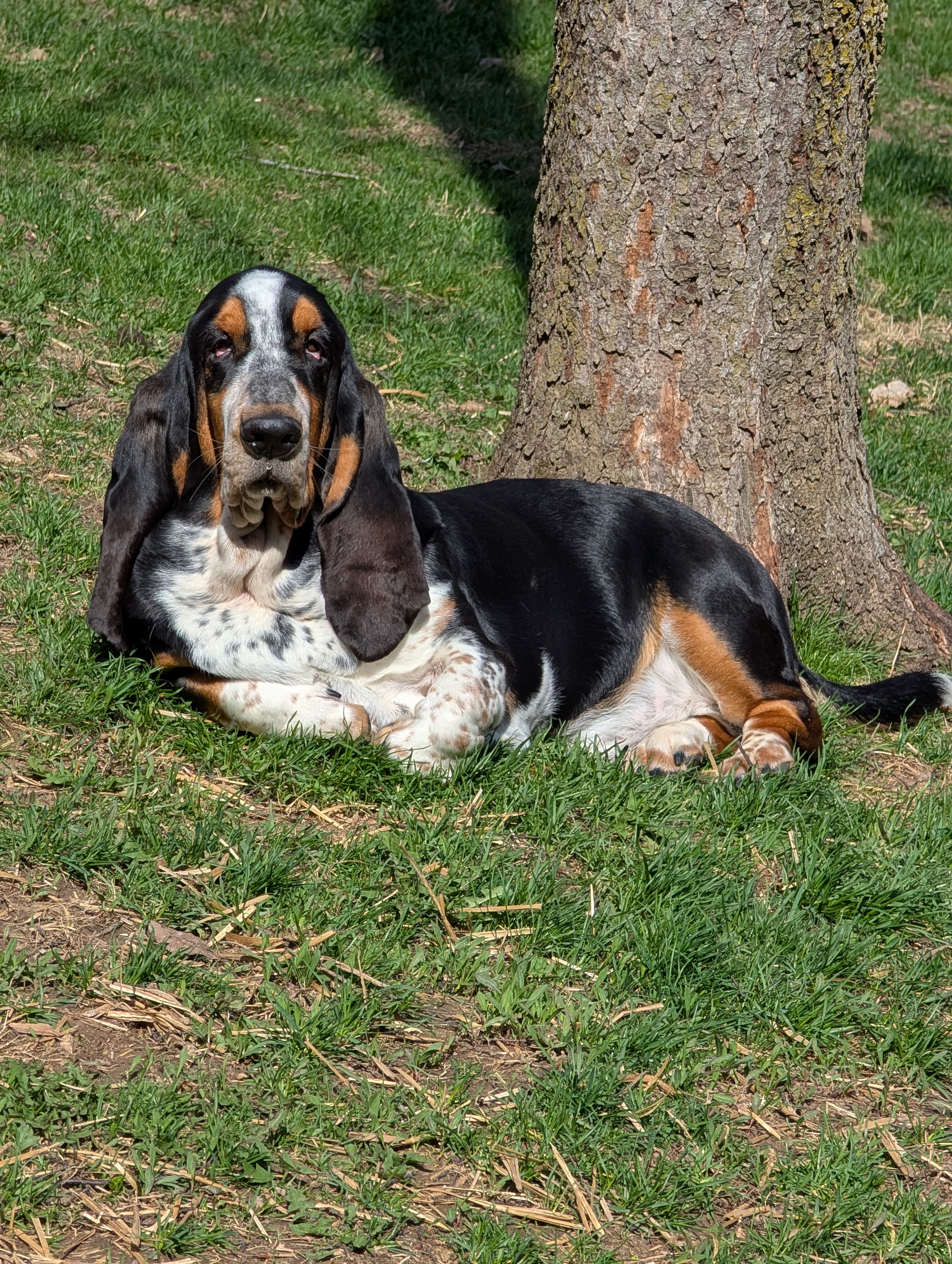 Basset Hound Photo 4