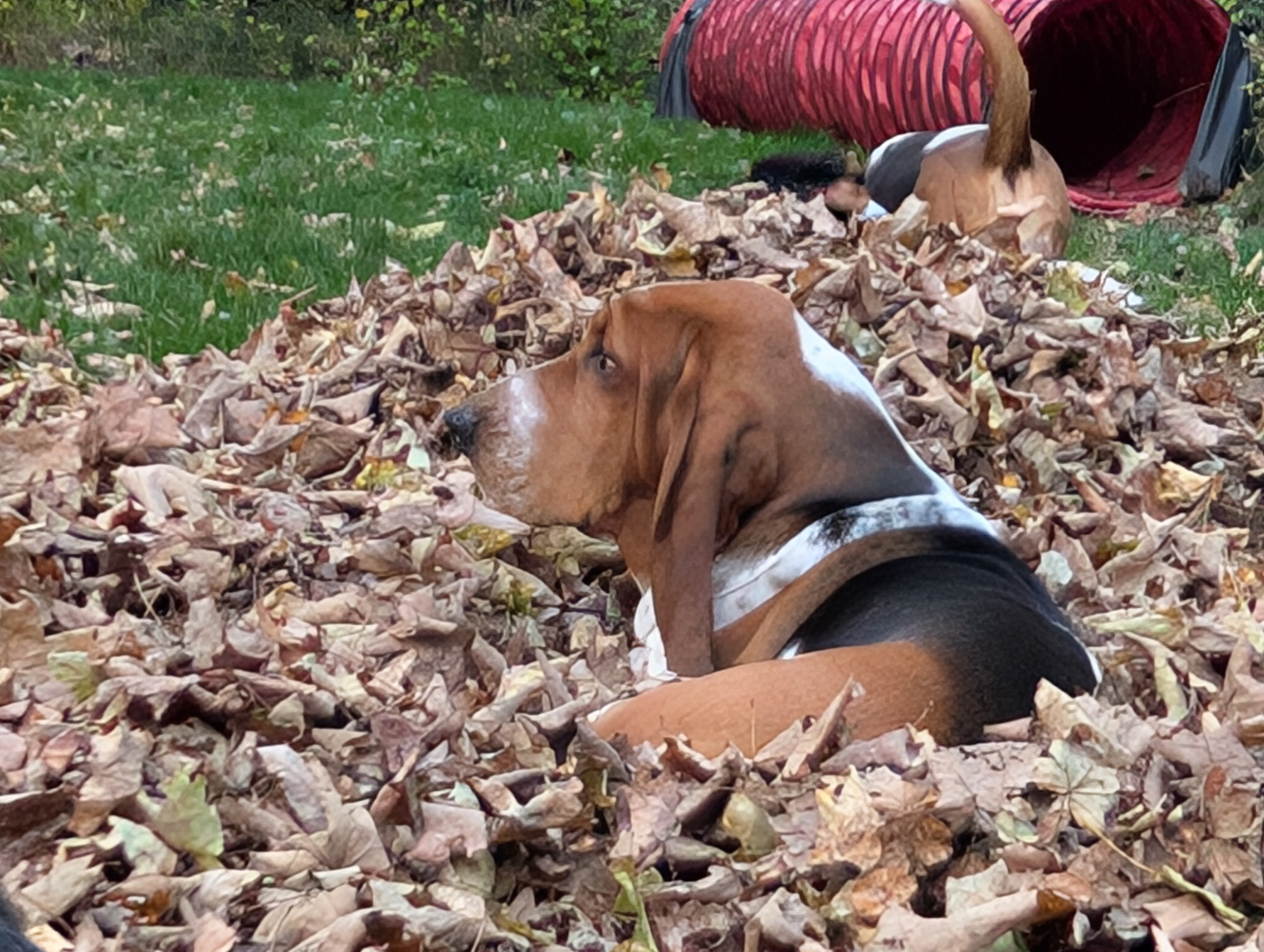 Basset Hound Photo 1