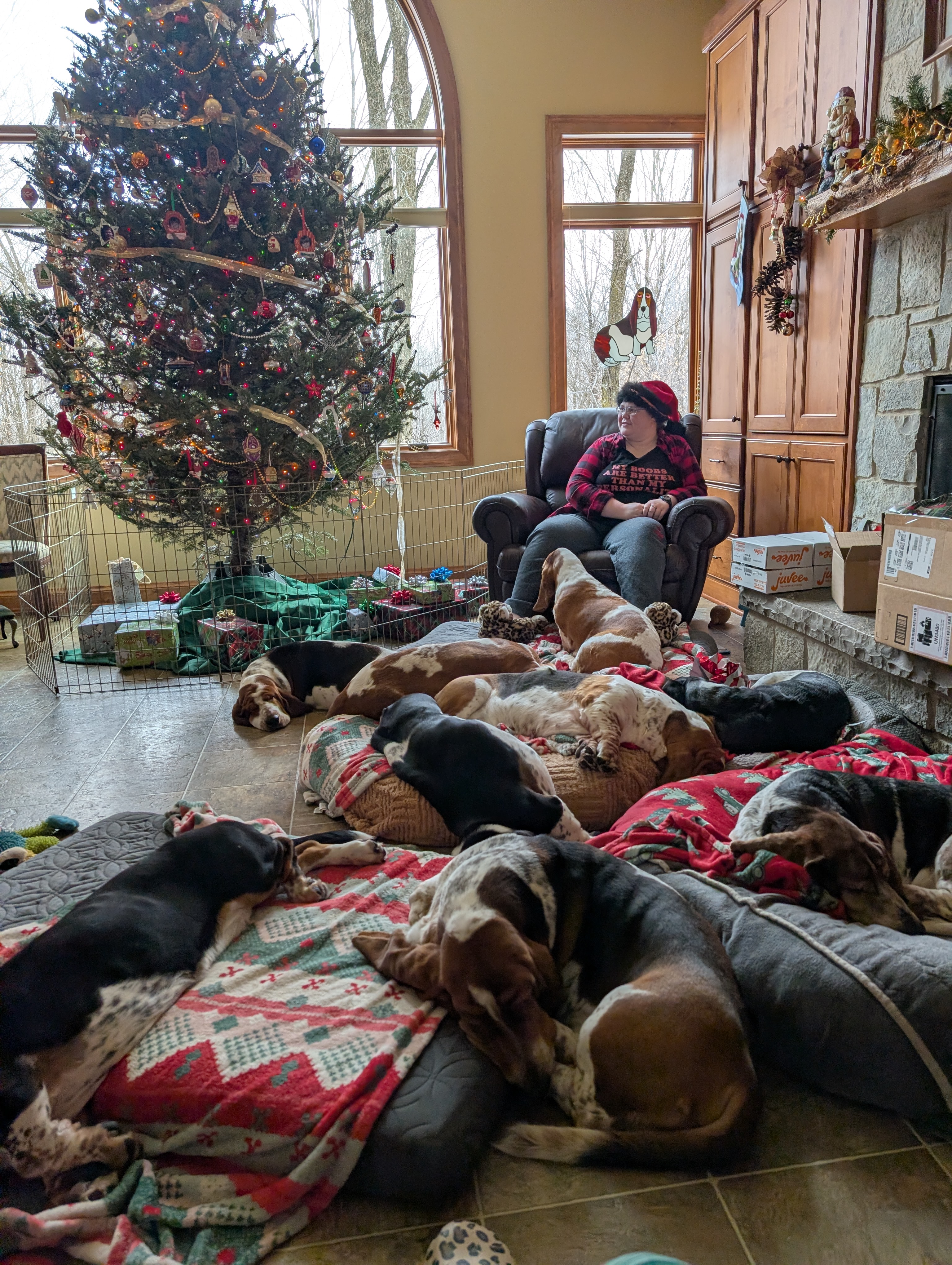 Basset Hound Photo 1