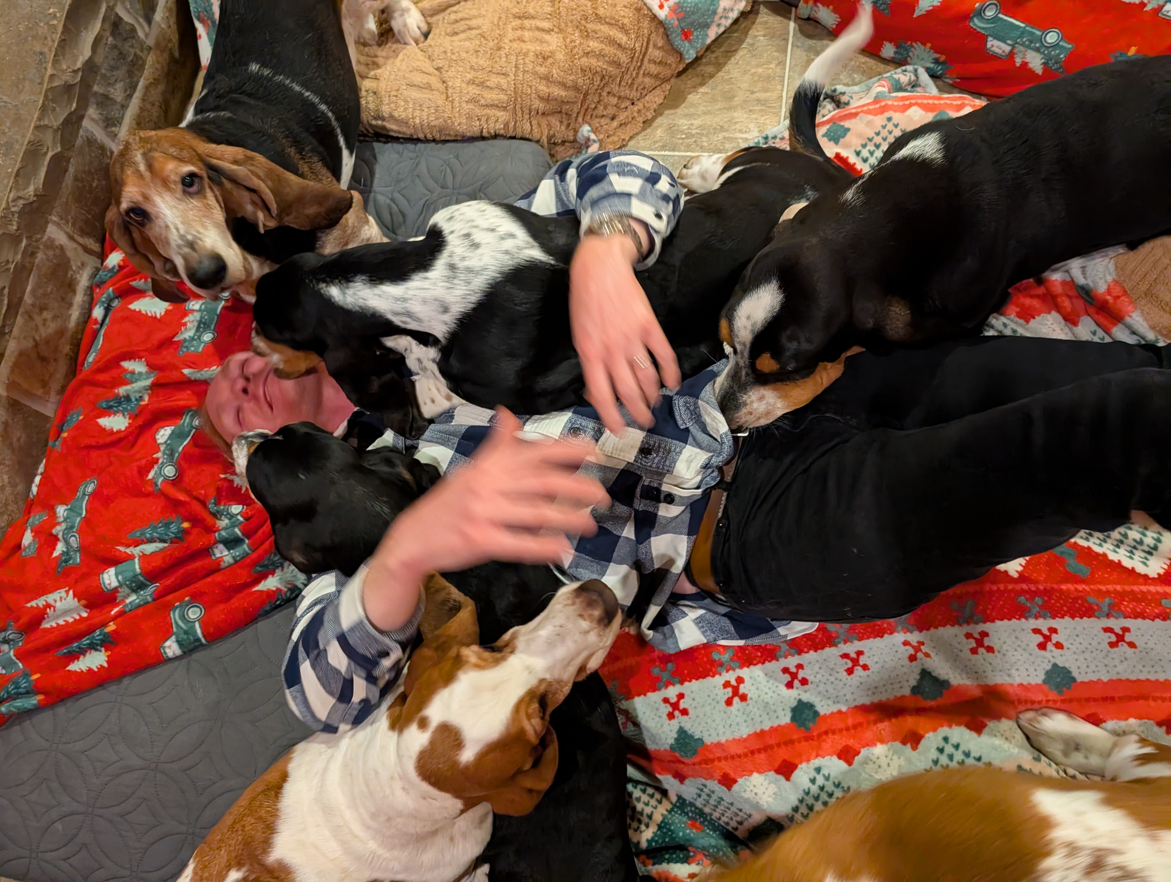 Basset Hound Photo 5